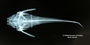 Bunocephalus amaurus FMNH 53121 holo dv x